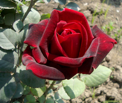 red rose