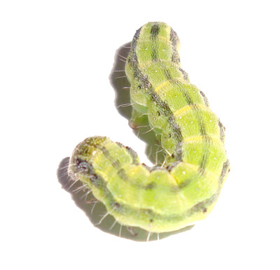 worm