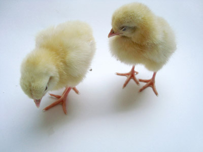 chikens