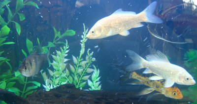 fish tank
