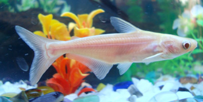fish