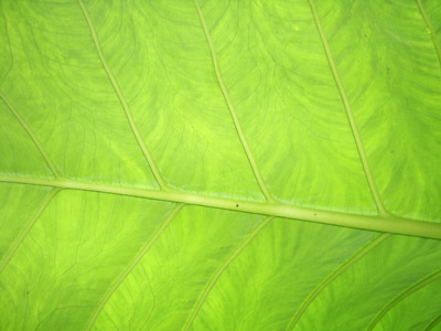 leaf