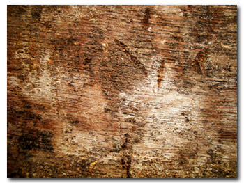 Grunge Texture
