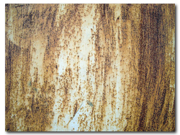 Rust Texture