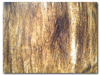 Rust Texture