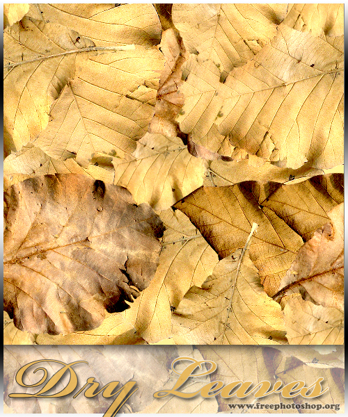 Dry Leaves